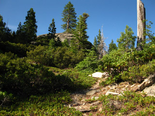 Traversing manzanita towards Mount Reba